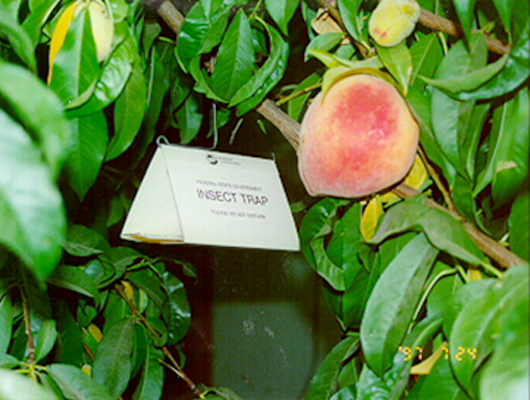 Insect-trap.jpg