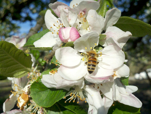 bee.jpg