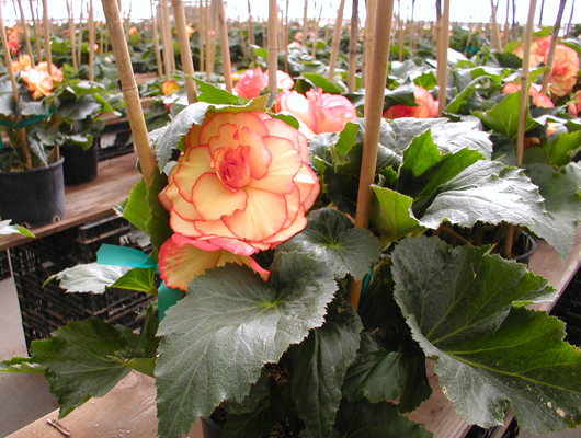begonias.jpg