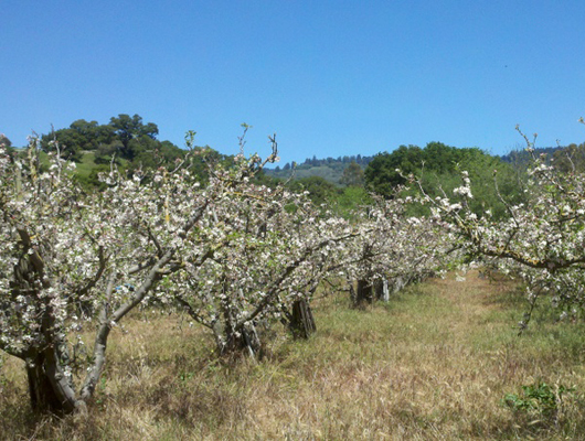 blossom_field.jpg