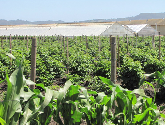 field_greenhouses.jpg