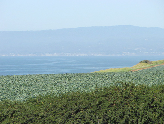 field_ocean.jpg
