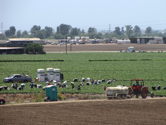 field_workers2.jpg