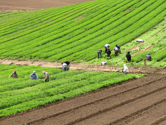 field_workers3.jpg