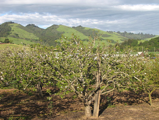 fruittree.jpg