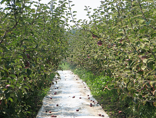 fruittreepath.jpg