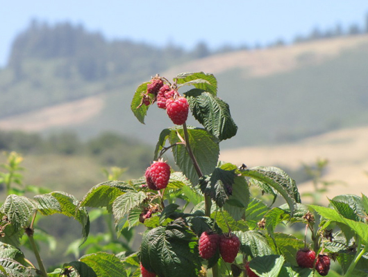 raspberry.jpg